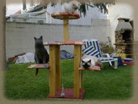 les chats se reposent dans l'arbre à chat du jardin